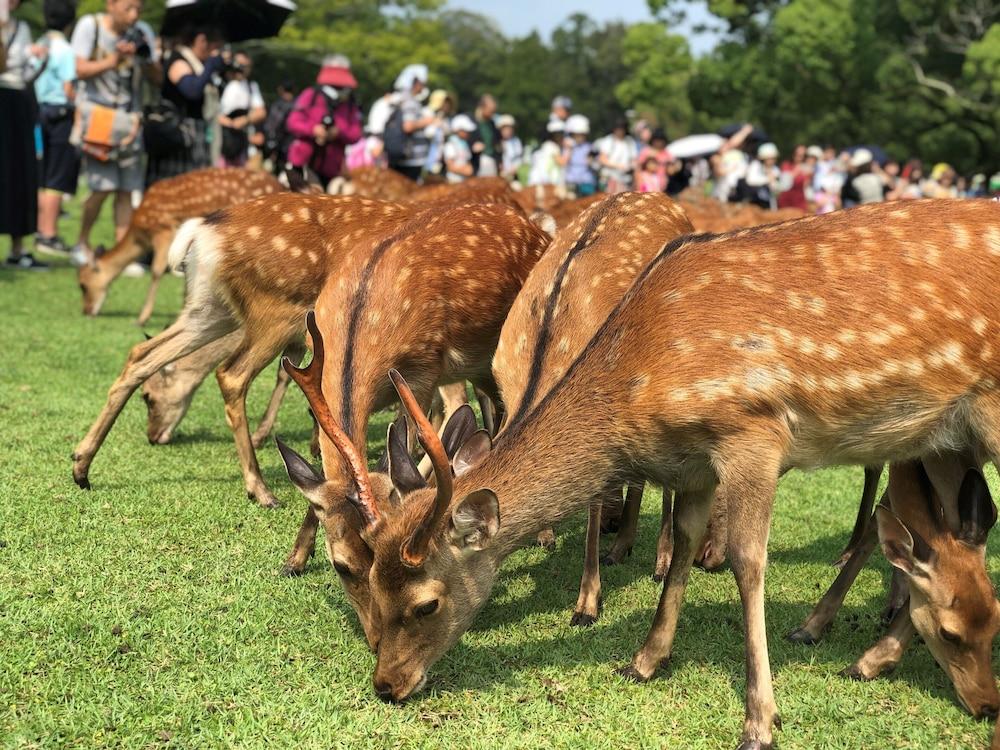 Asukasou Hotel Nara Eksteriør billede